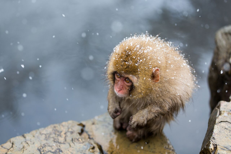 NATURAL WORLD CATEGORY WINNER: Photo: A Little Monkey on the Cliff Credit: ©​Hidetoshi Ogata. All rights reserved. Location of Photo: Jigokudani Monkey Park, N​agano Prefecture, Japan
